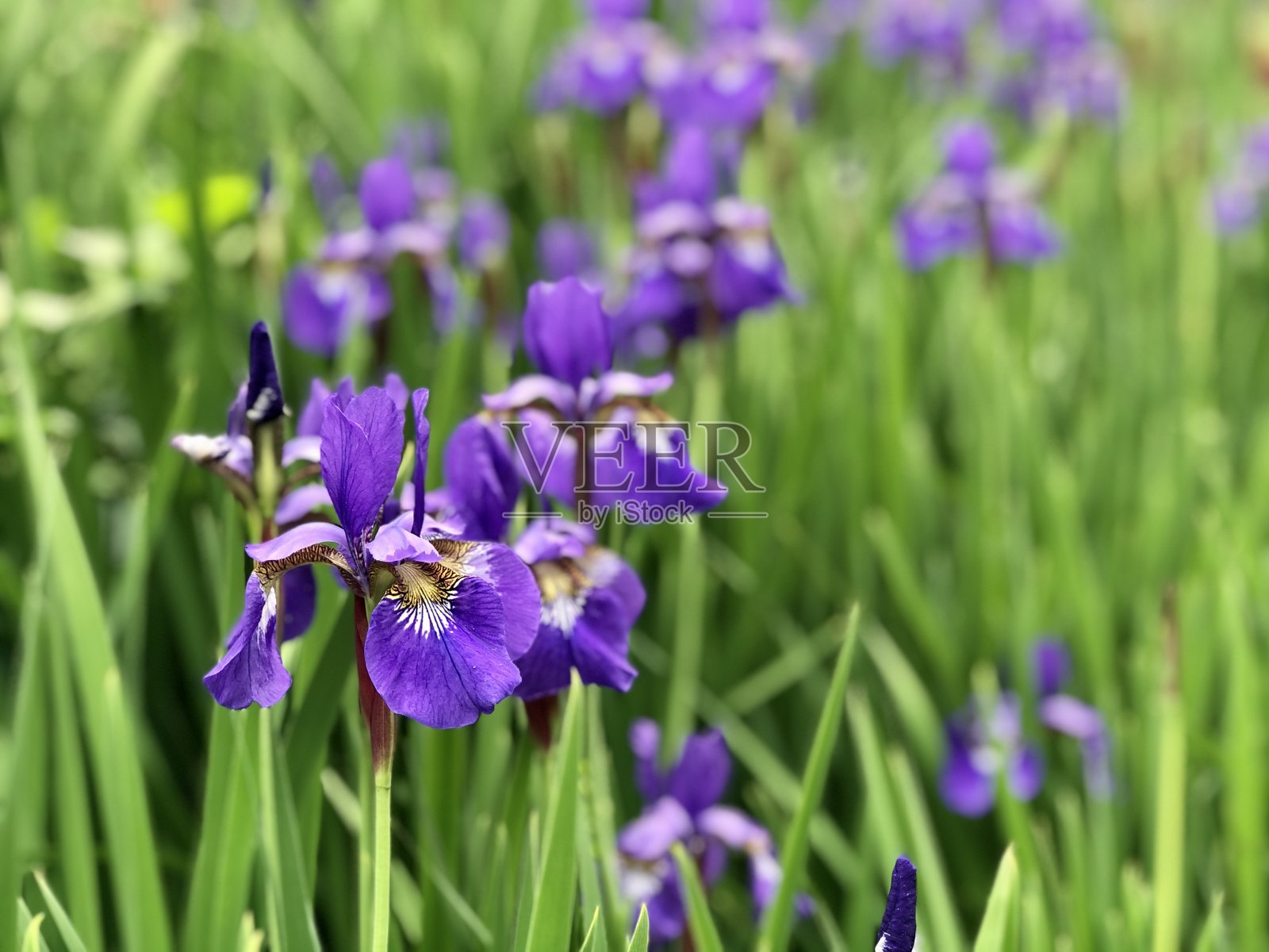 紫色的西伯利亚虹膜照片摄影图片