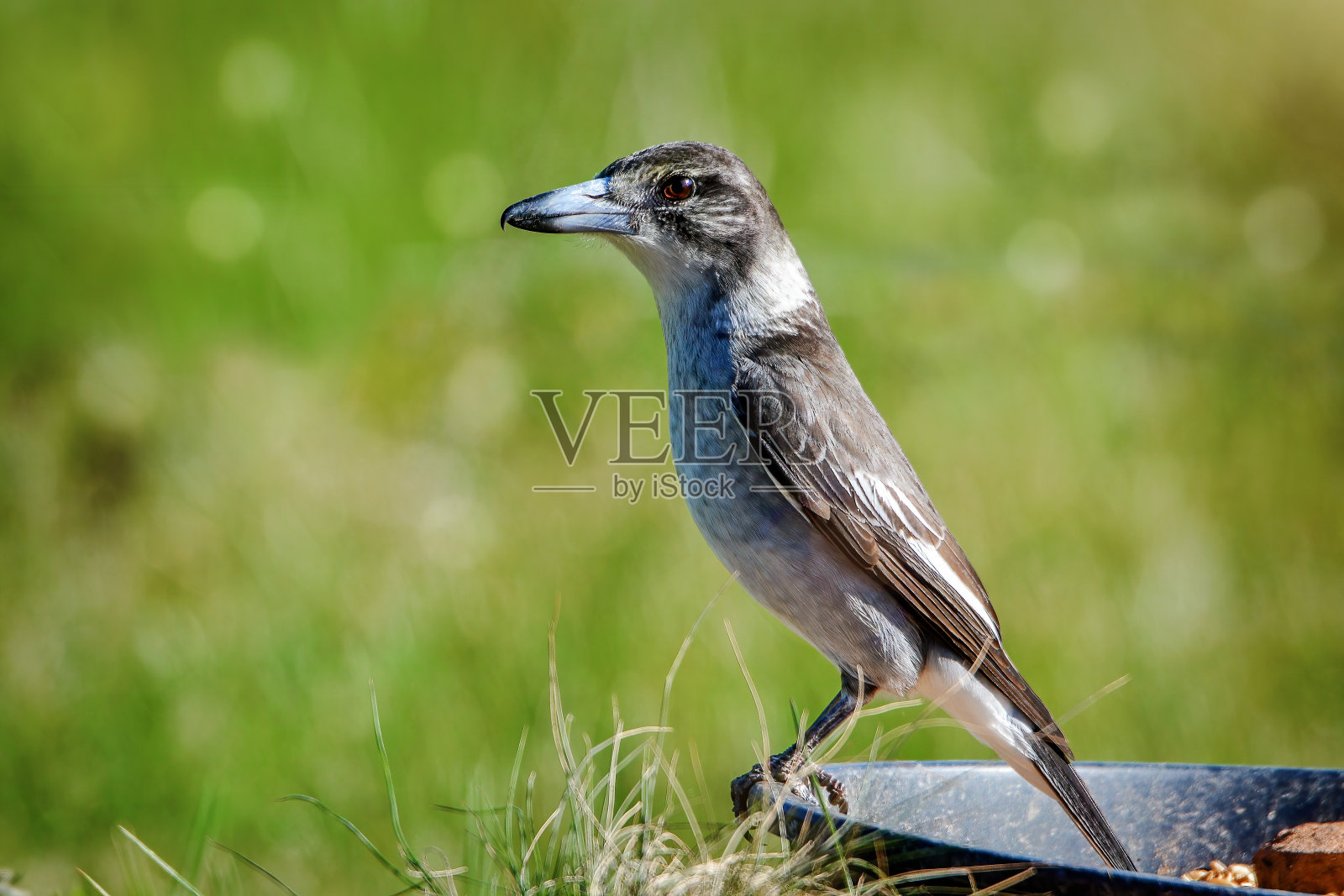 伯劳鸟(Cracticus torquatus)照片摄影图片