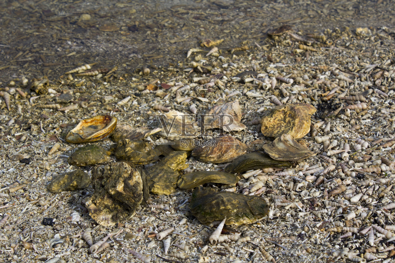 在斯洛文尼亚贝壳公墓的海滩上满是贝壳的不同种类的美丽贝壳的特写照片摄影图片