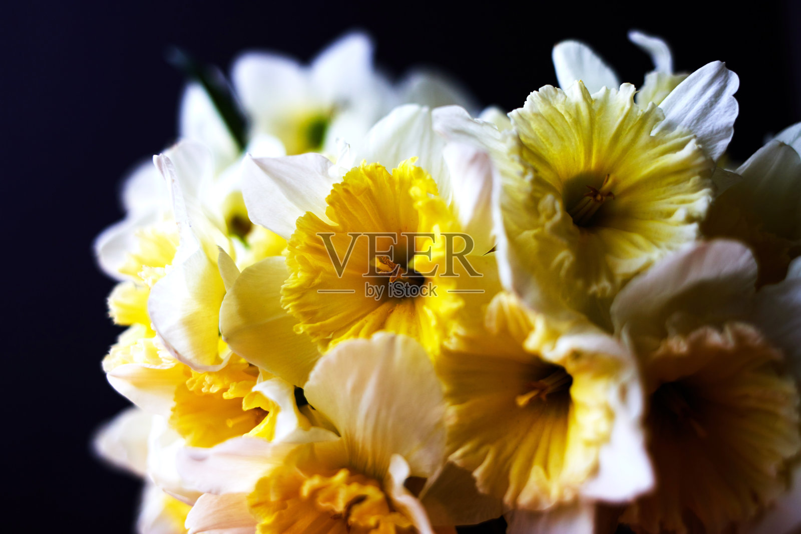 一束新鲜的水仙花特写。照片摄影图片