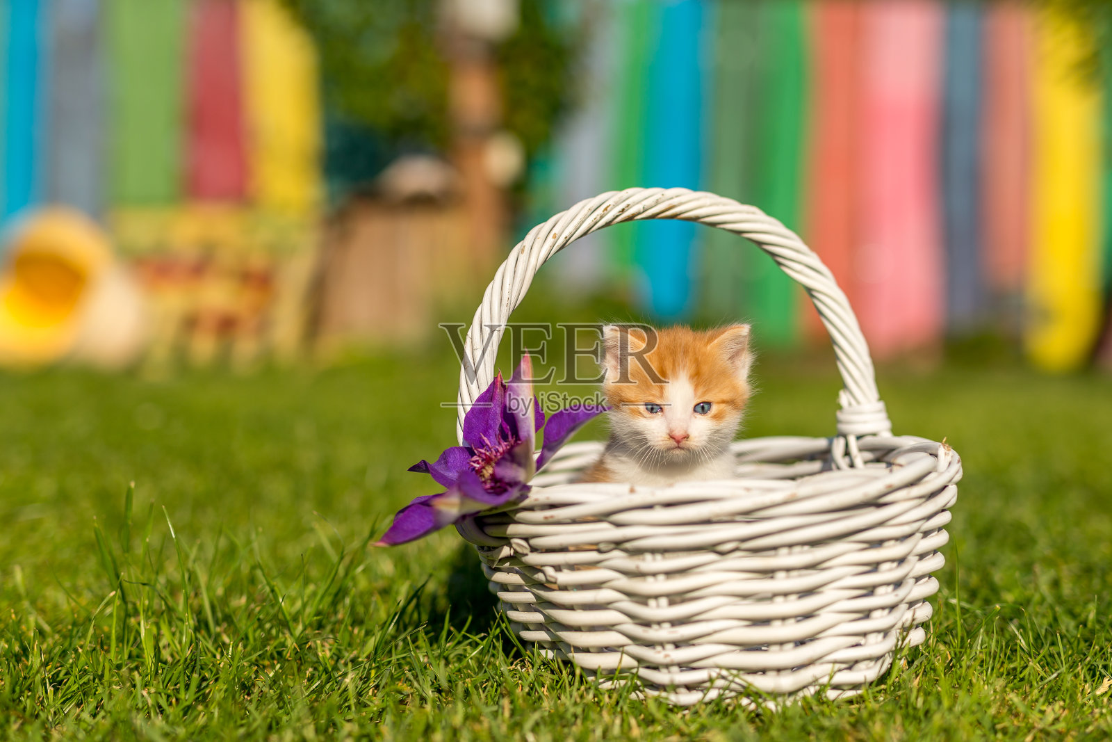 有趣的家畜照片摄影图片