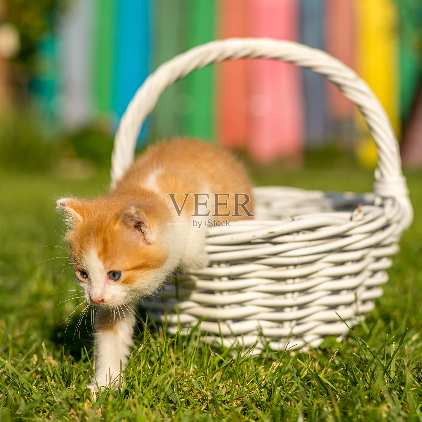 有趣的家畜照片摄影图片