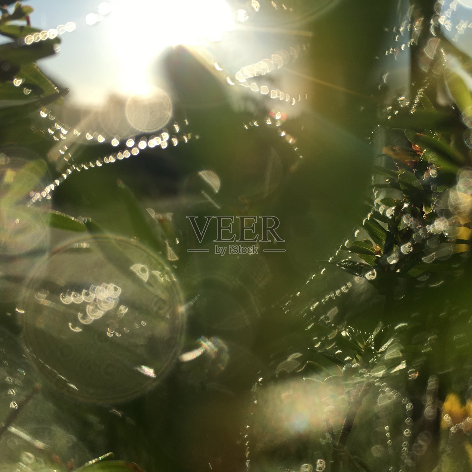 早期的早晨照片摄影图片