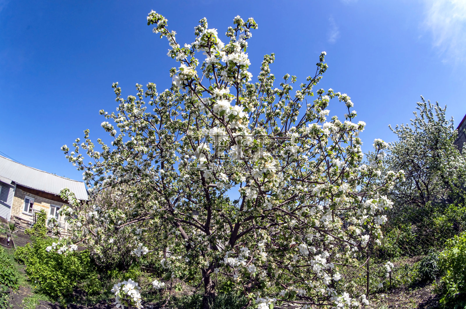 在蓝天的映衬下，花园里盛开的苹果树照片摄影图片