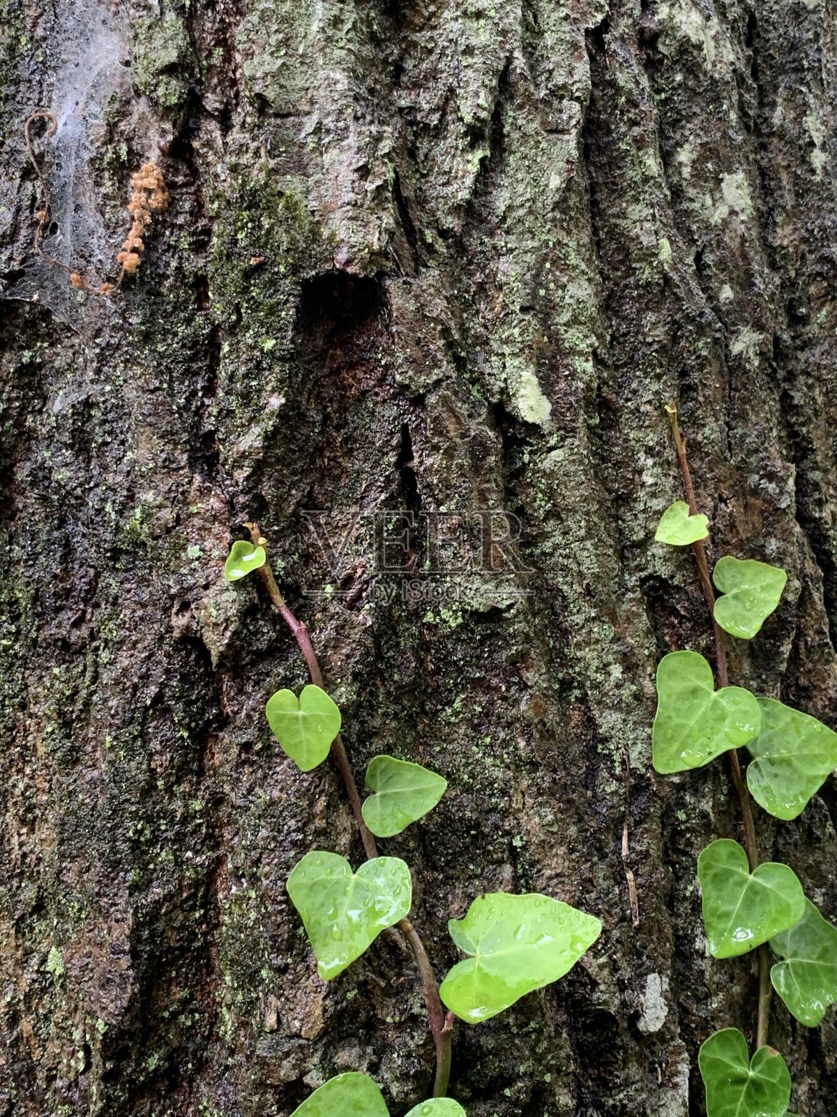 艾薇照片摄影图片