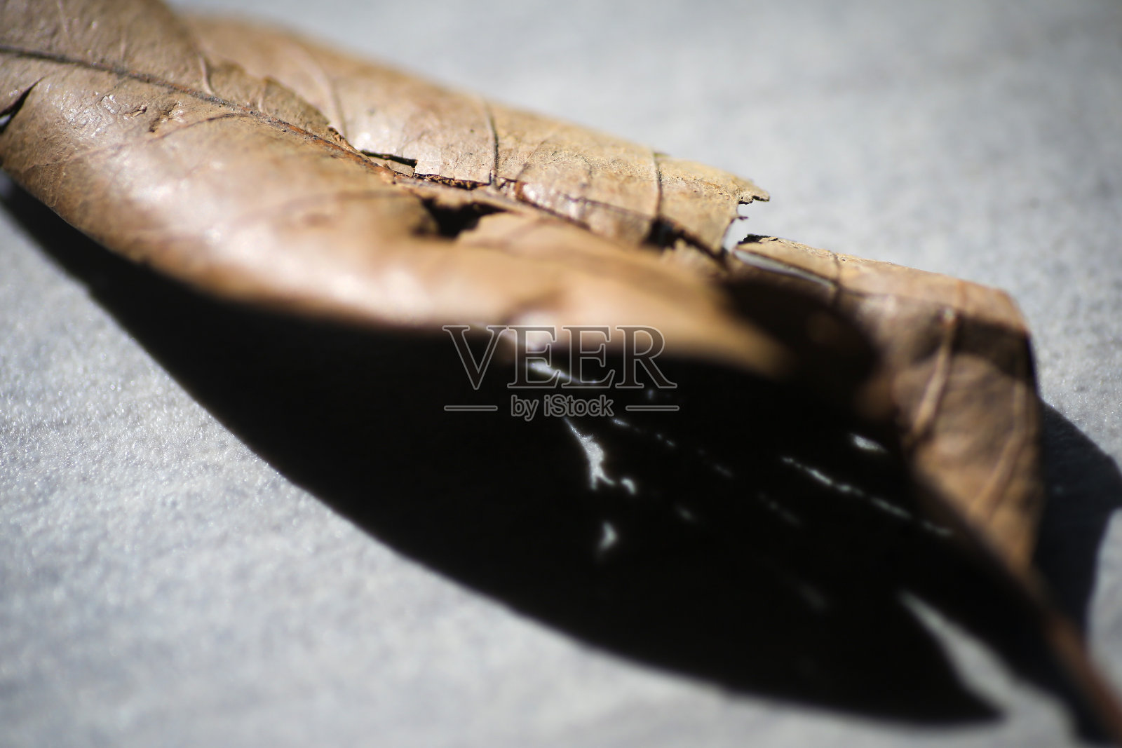 静物-干叶照片摄影图片