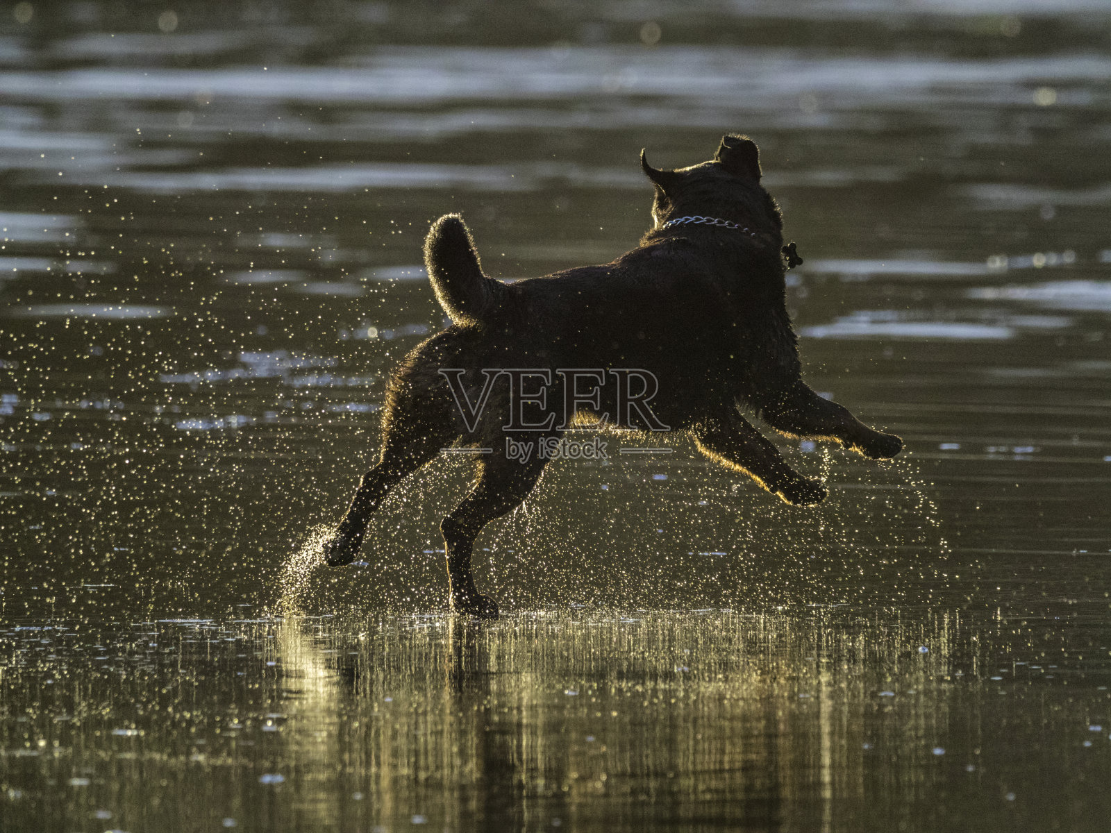 不列颠哥伦比亚省温哥华岛照片摄影图片