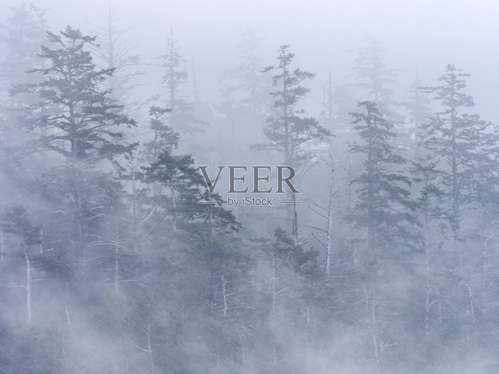 不列颠哥伦比亚省温哥华岛照片摄影图片