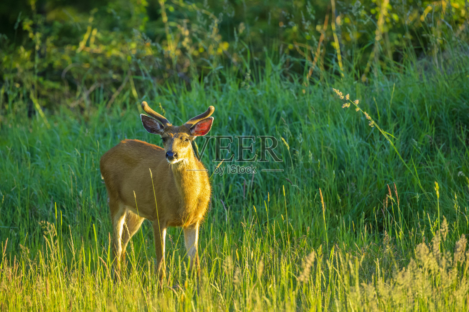 不列颠哥伦比亚省温哥华岛照片摄影图片