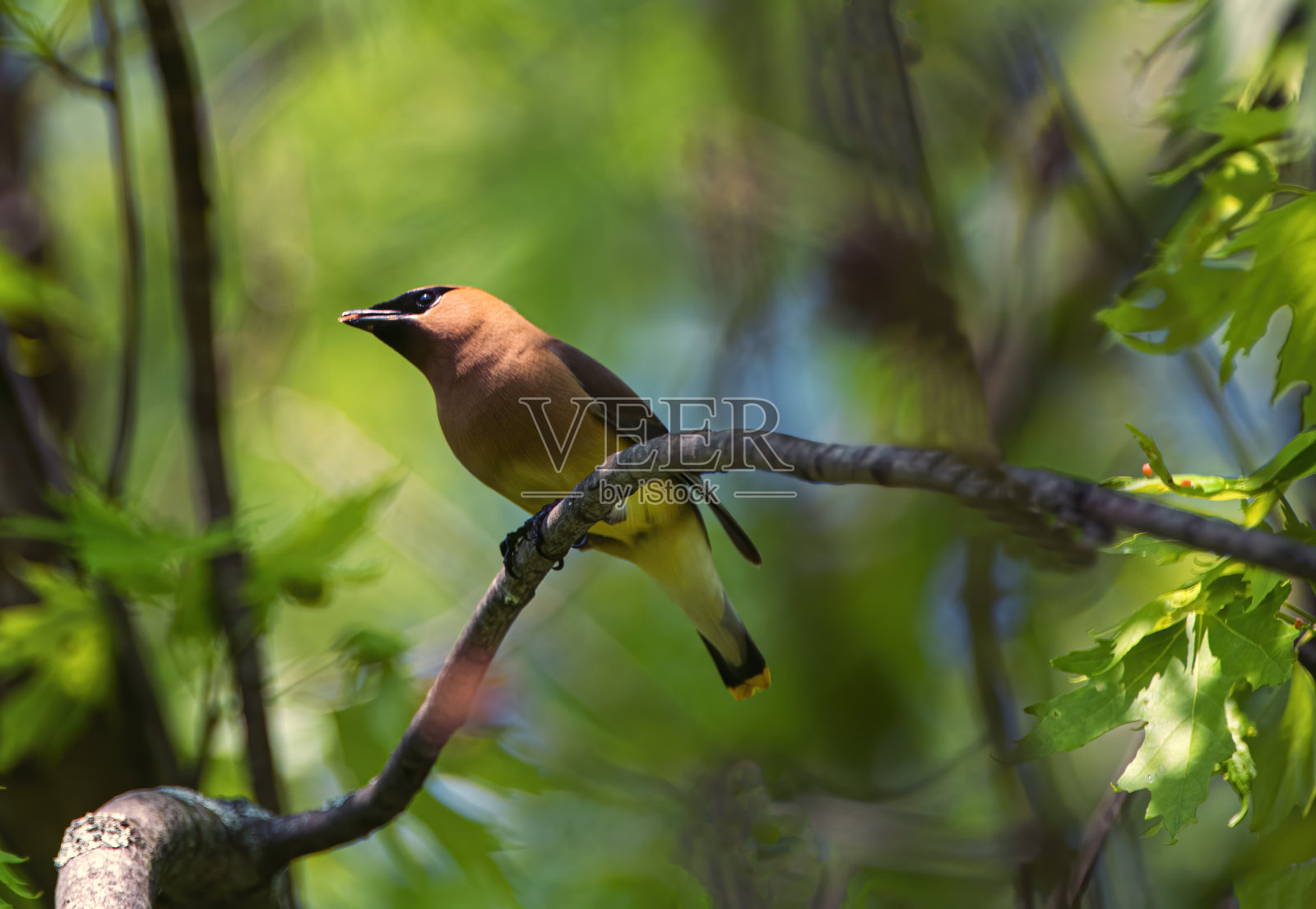 雪松连雀照片摄影图片