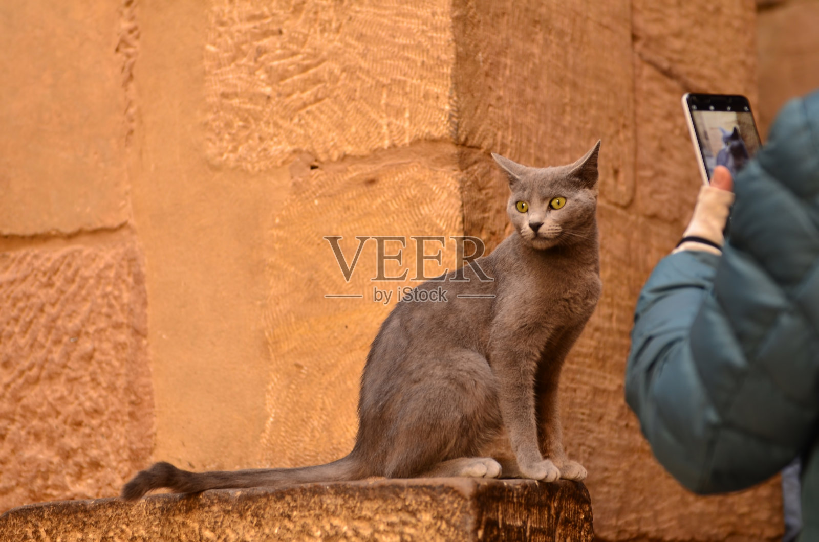 埃及神庙里的猫。照片摄影图片