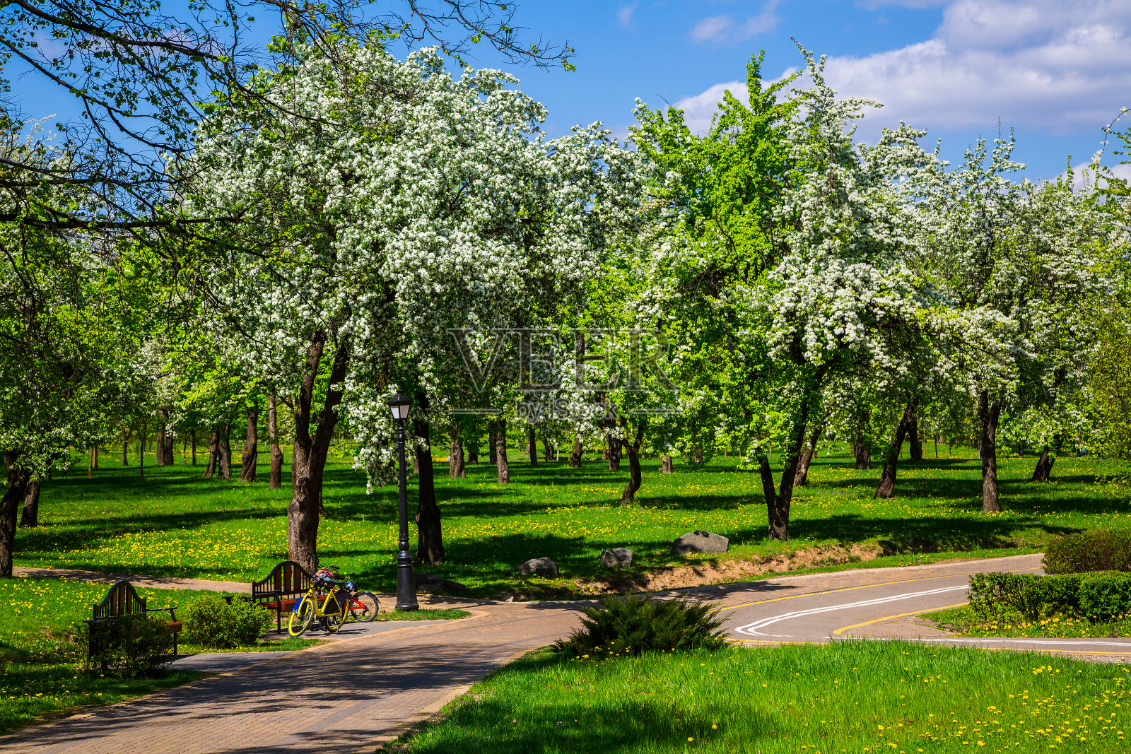 城市公园里的春天照片摄影图片