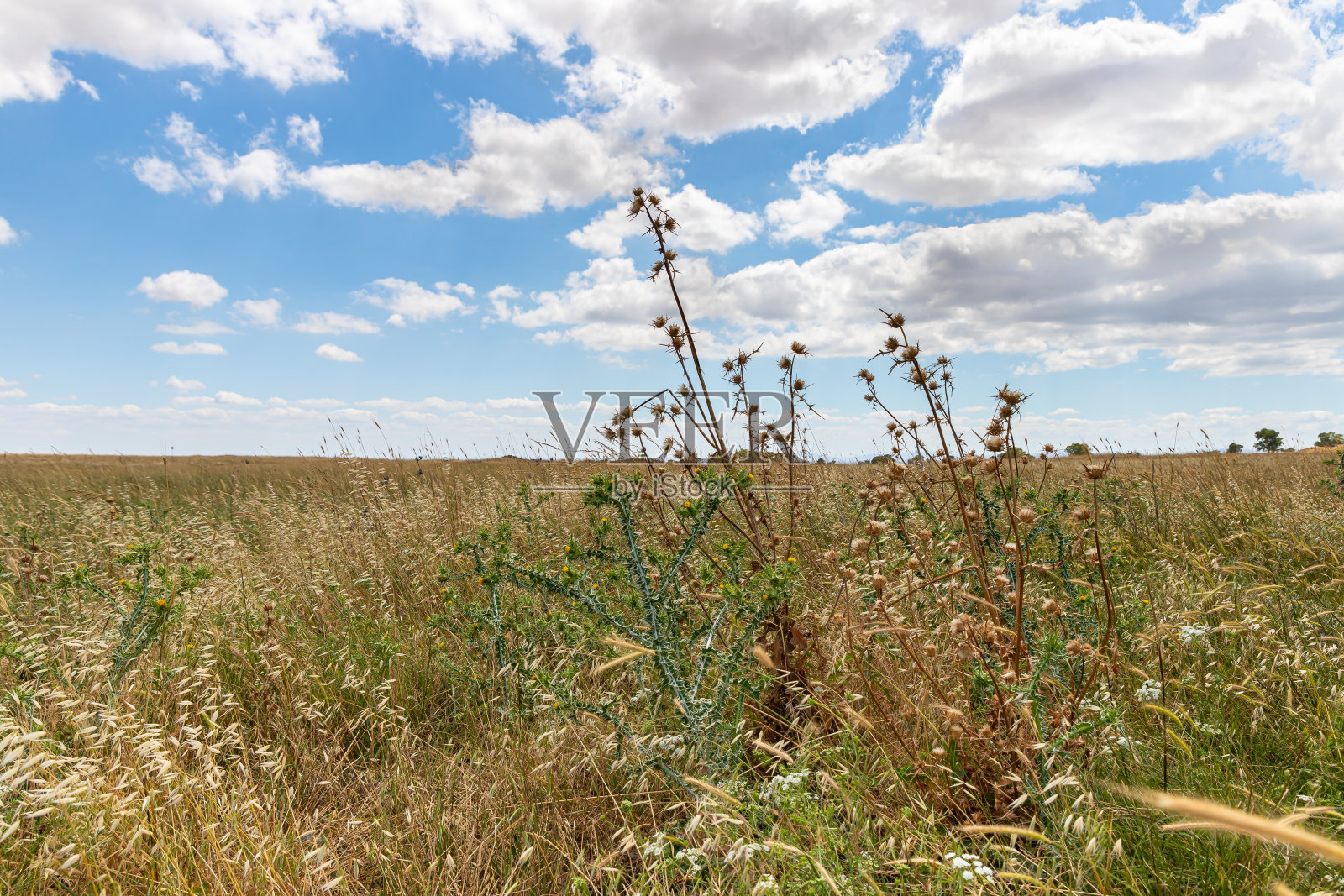 以色列戈兰高地青铜时代遗址附近的草原和带刺灌木照片摄影图片