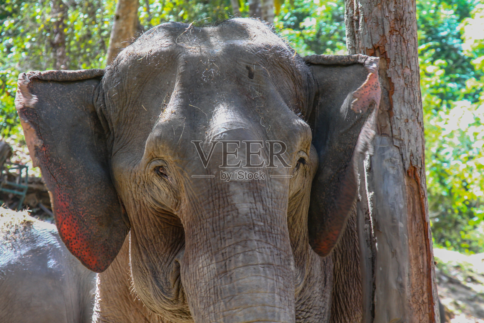 泰国一只老象的肖像照片摄影图片