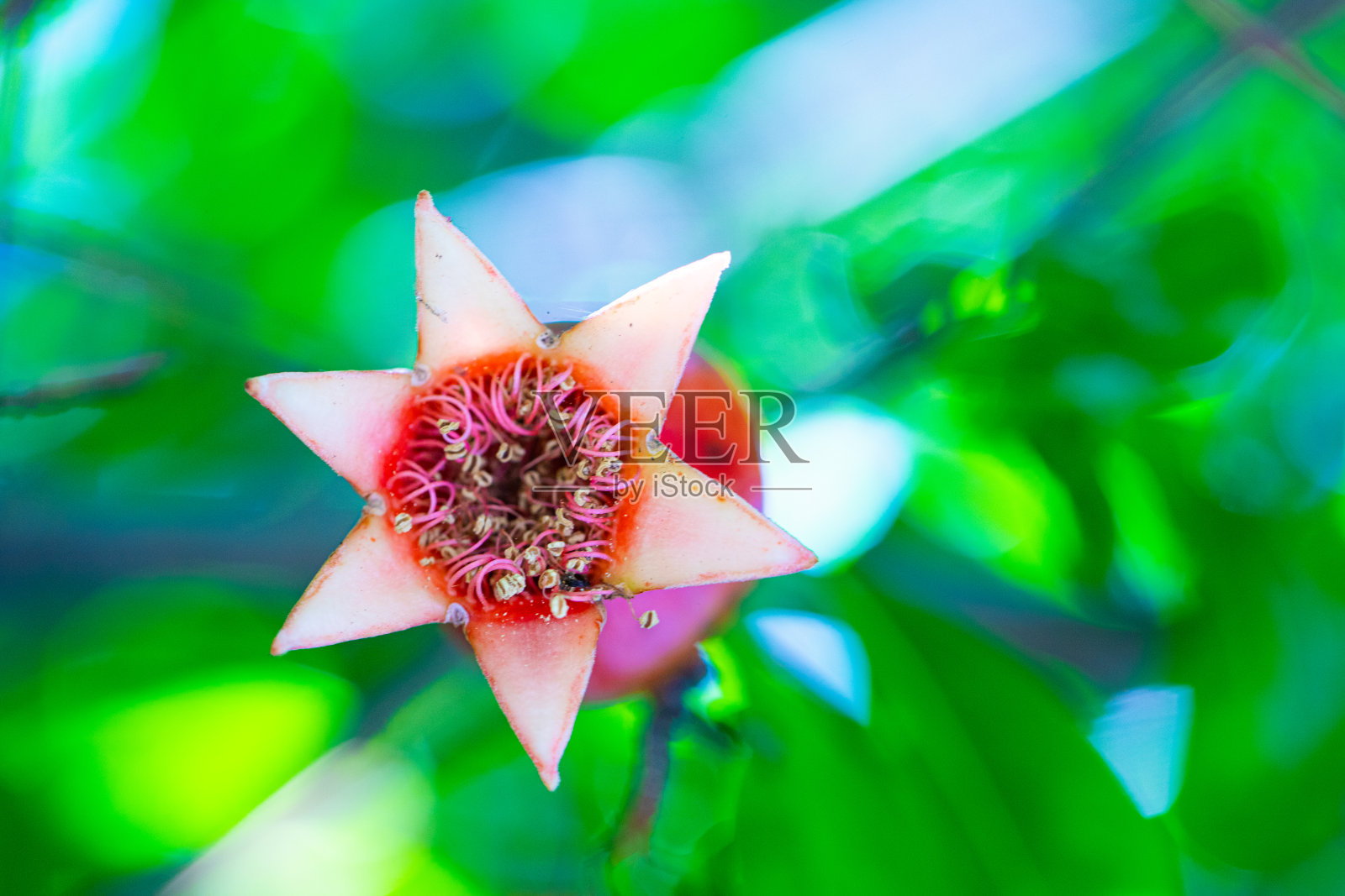 美丽的盛开的石榴树灌木或春花背景。在花园里种植石榴果实照片摄影图片