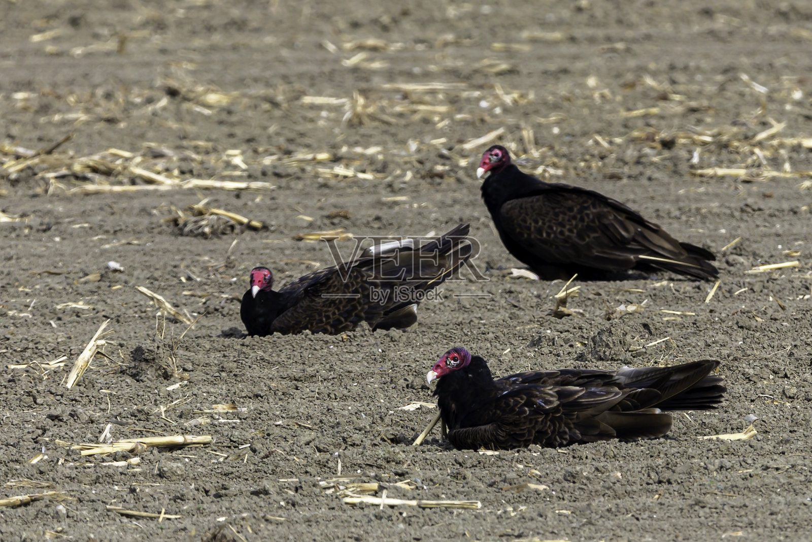 土耳其秃鹰照片摄影图片