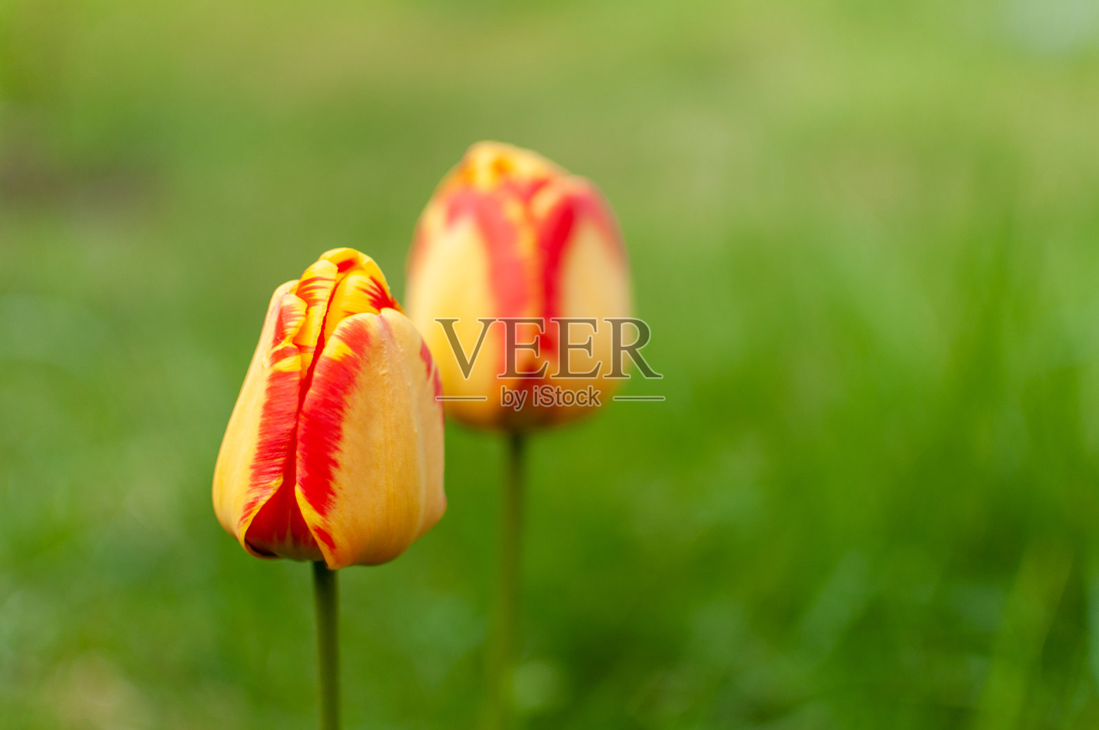 两朵盛开的黄色的红色郁金香。照片摄影图片