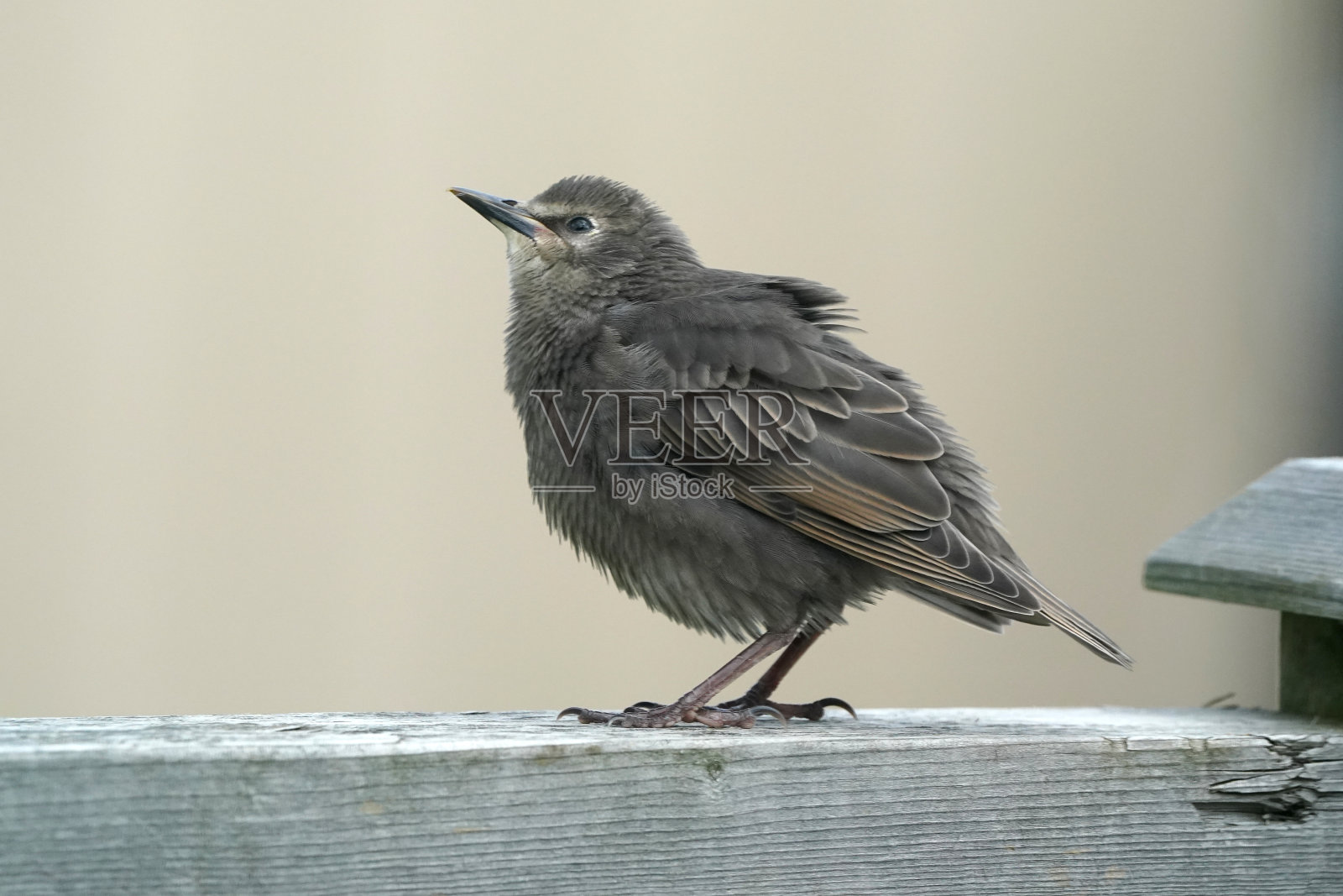 栖息在栖木或甲板栏杆上的欧洲椋鸟照片摄影图片