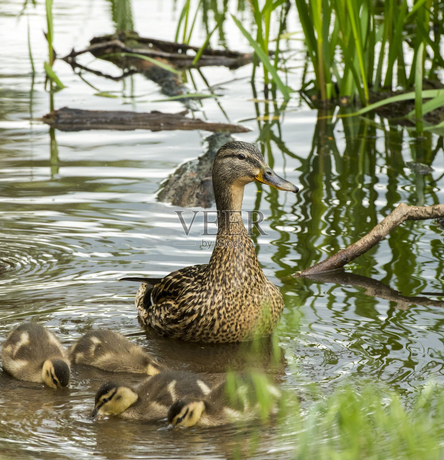 一群鸭子在森林湖上游泳和打猎照片摄影图片