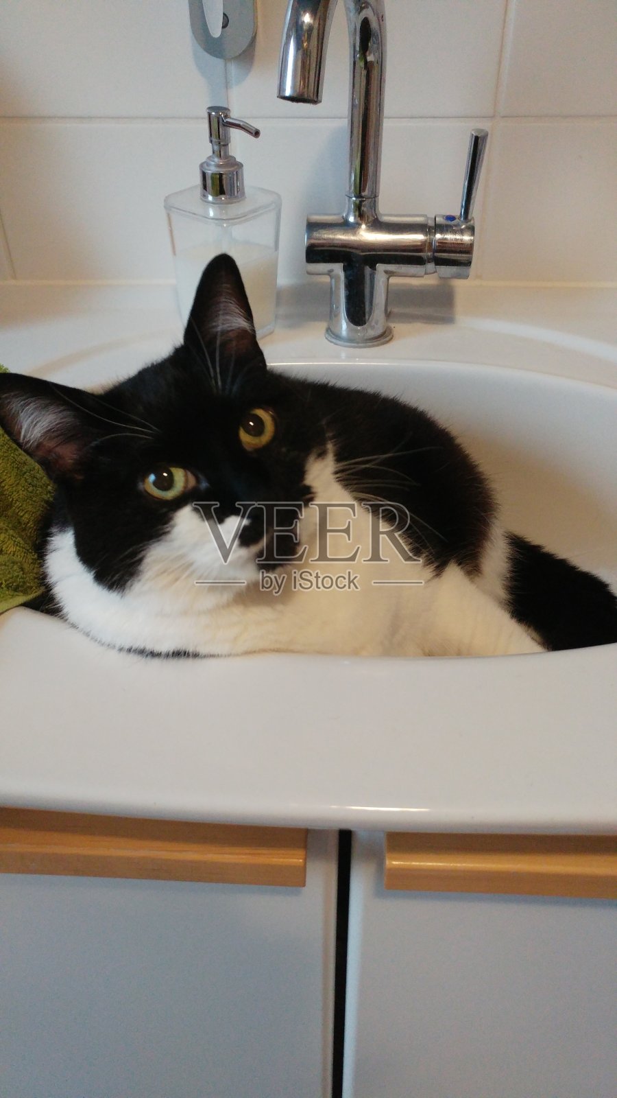 等待猫照片摄影图片