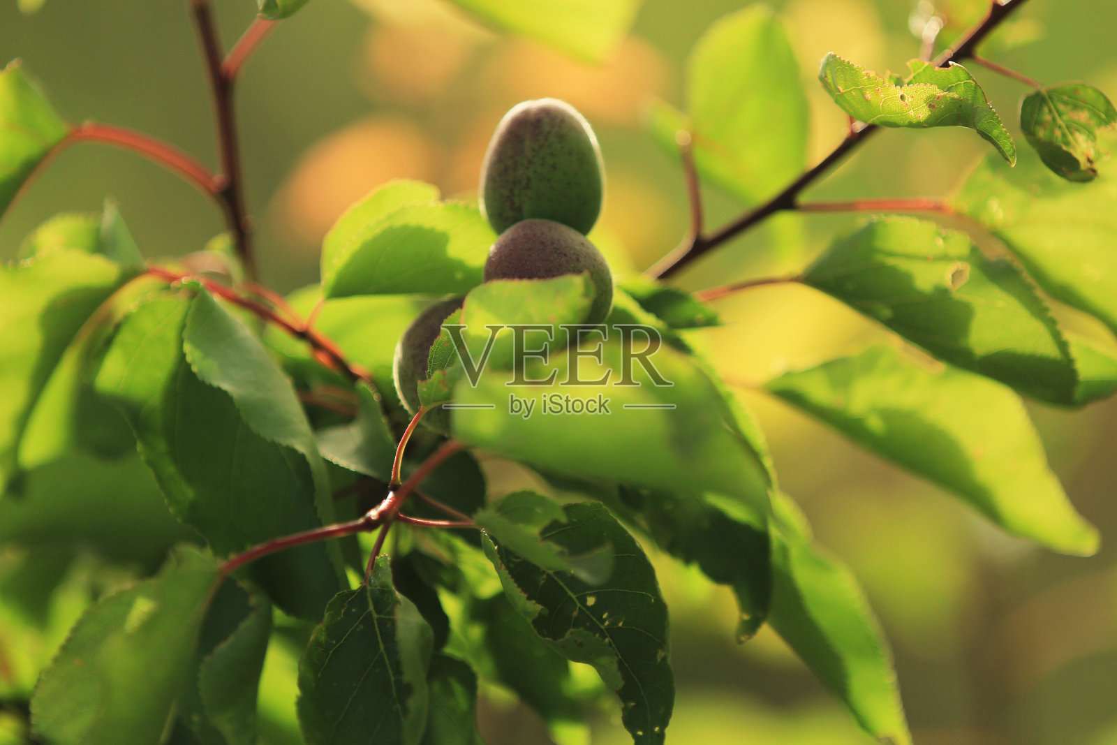 自然,和鲜花照片摄影图片