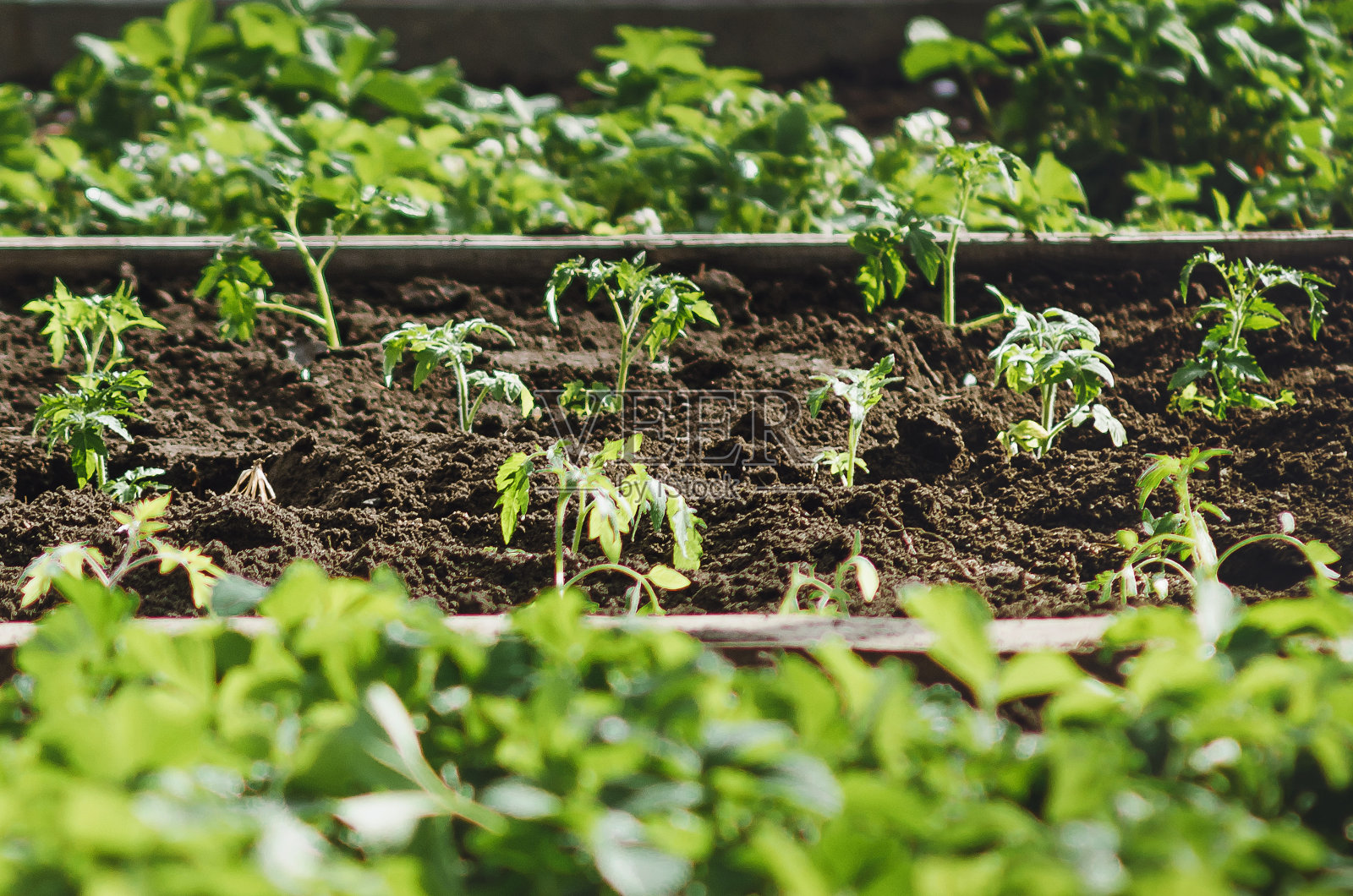 花园里长着西红柿幼苗。农业概念，种植蔬菜。照片摄影图片