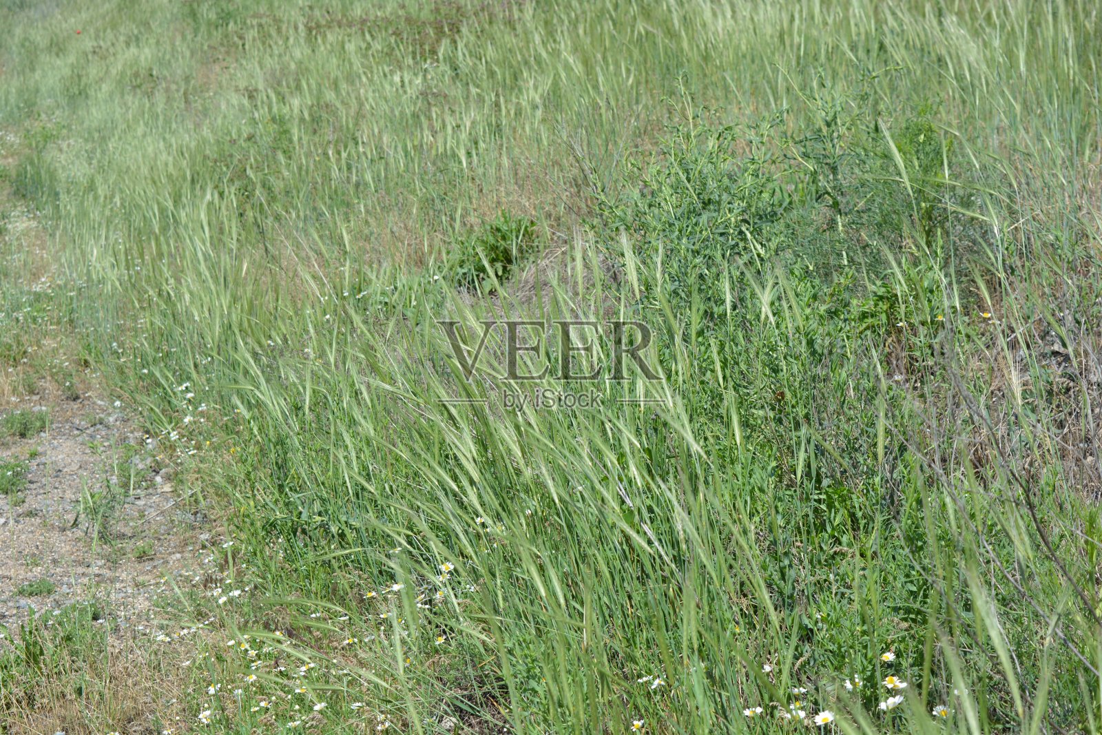 田野上长着绿色小穗的高而茂盛的绿色草。在阳光下非常凉爽的生长背景。照片摄影图片