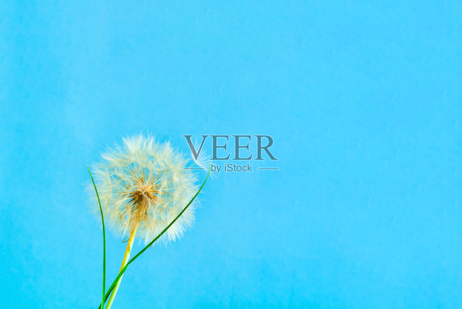 蓝色的背景与白色的蒲公英花序。概念节日背景或项目。你好,夏天。创意副本空间照片摄影图片