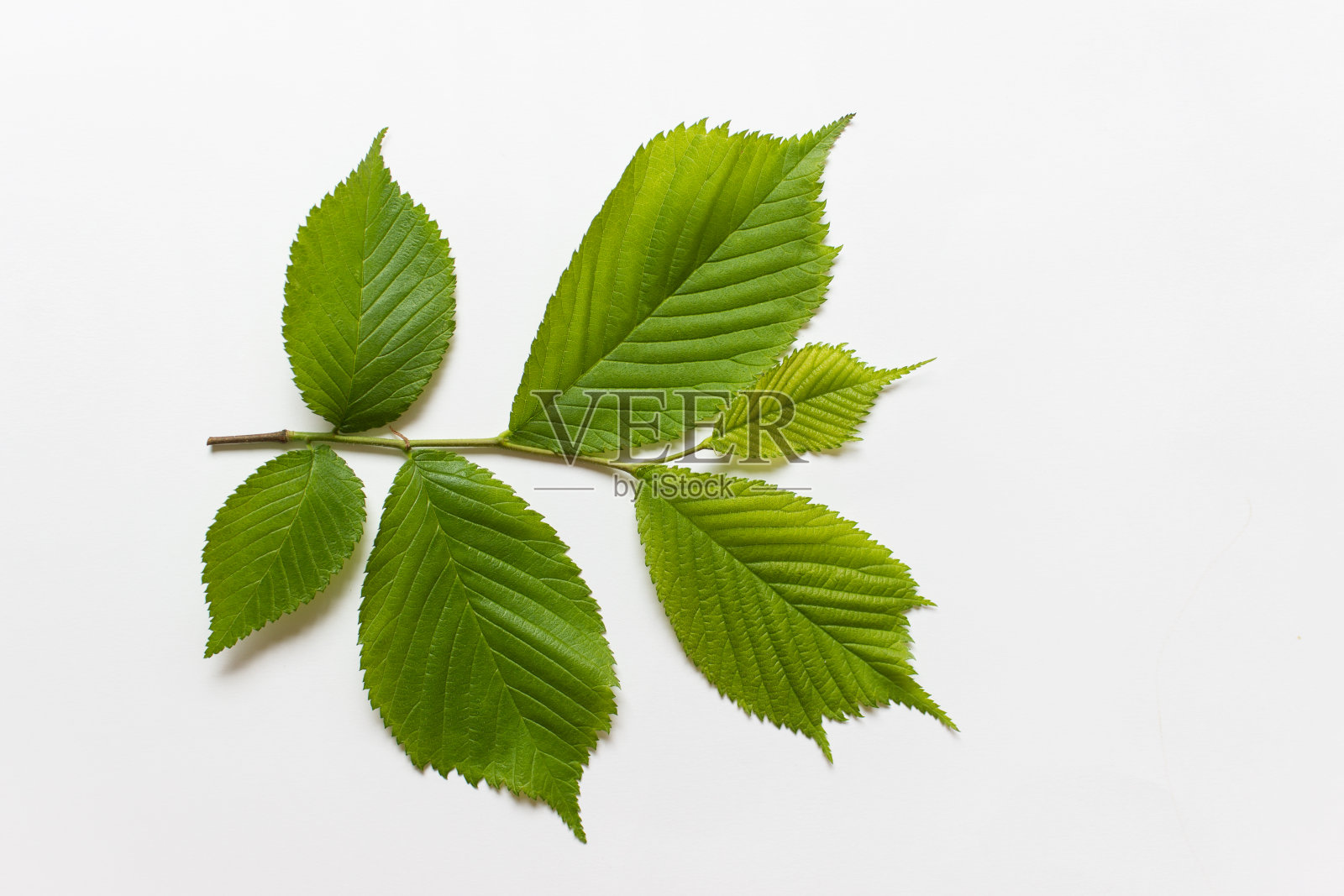 单枝，叶在白色背景上照片摄影图片