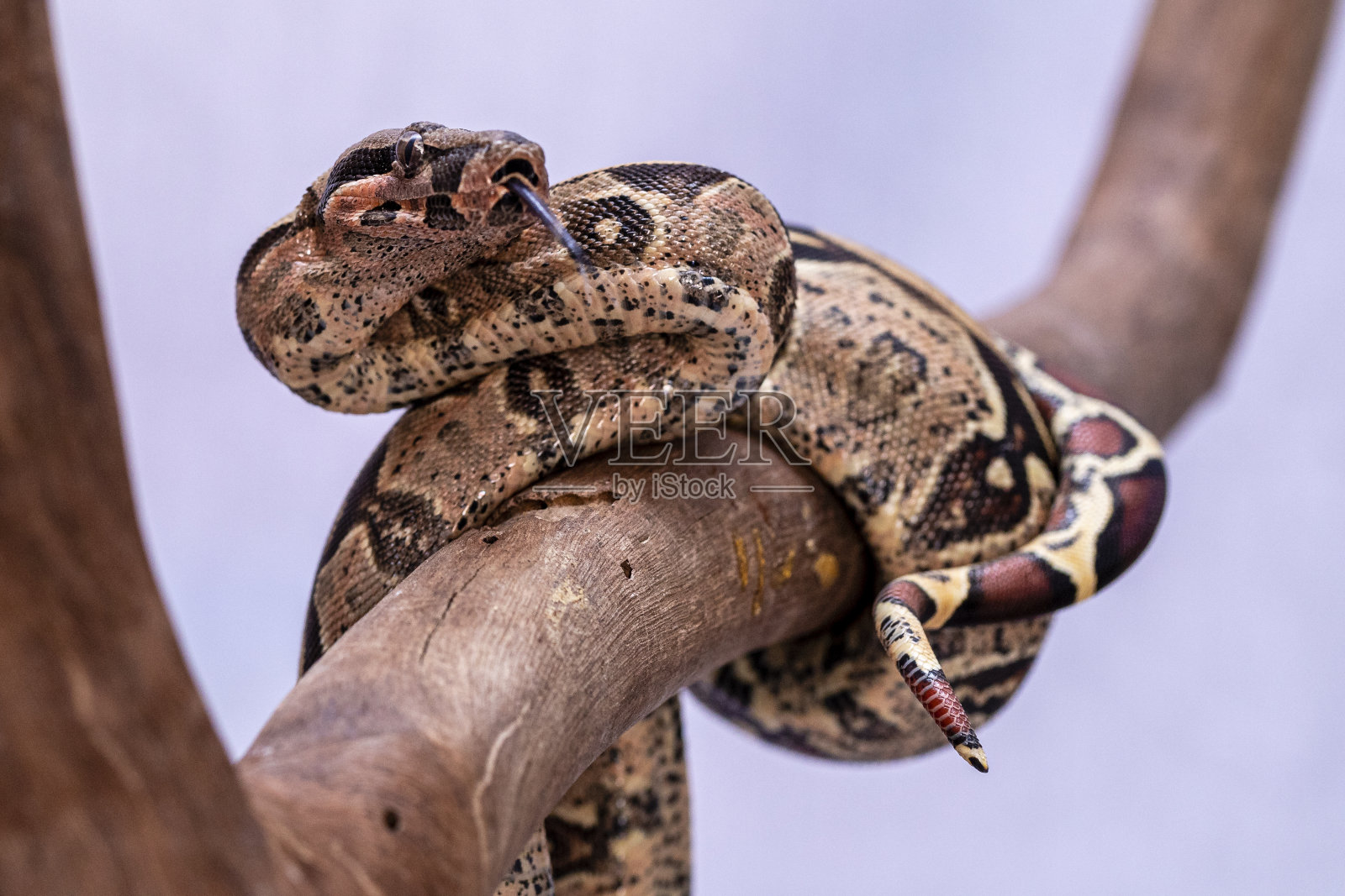 蟒蛇(boa constrictor)，也叫红尾蟒蛇或普通蟒蛇，是一种大型、无毒、身体笨重的蛇，经常被圈养和饲养照片摄影图片