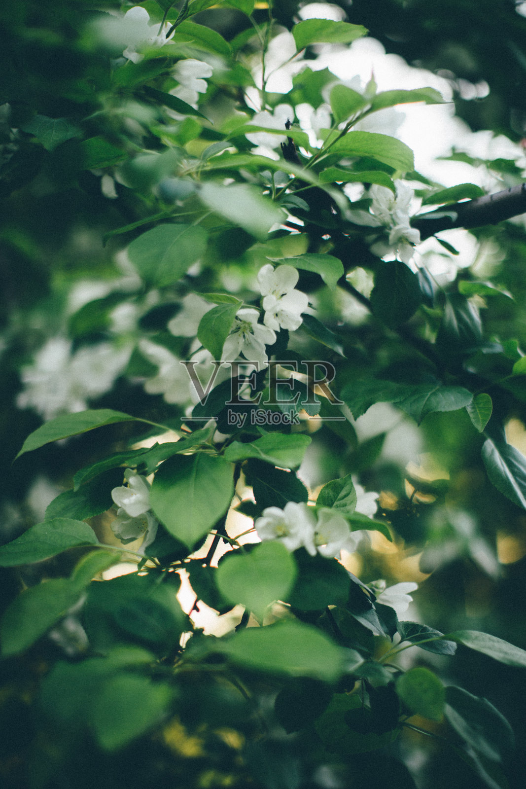 来自植物的自然背景照片摄影图片