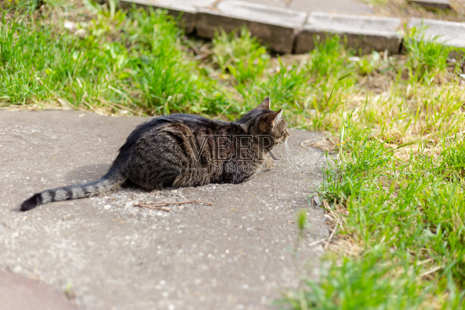 猫躺在户外照片摄影图片