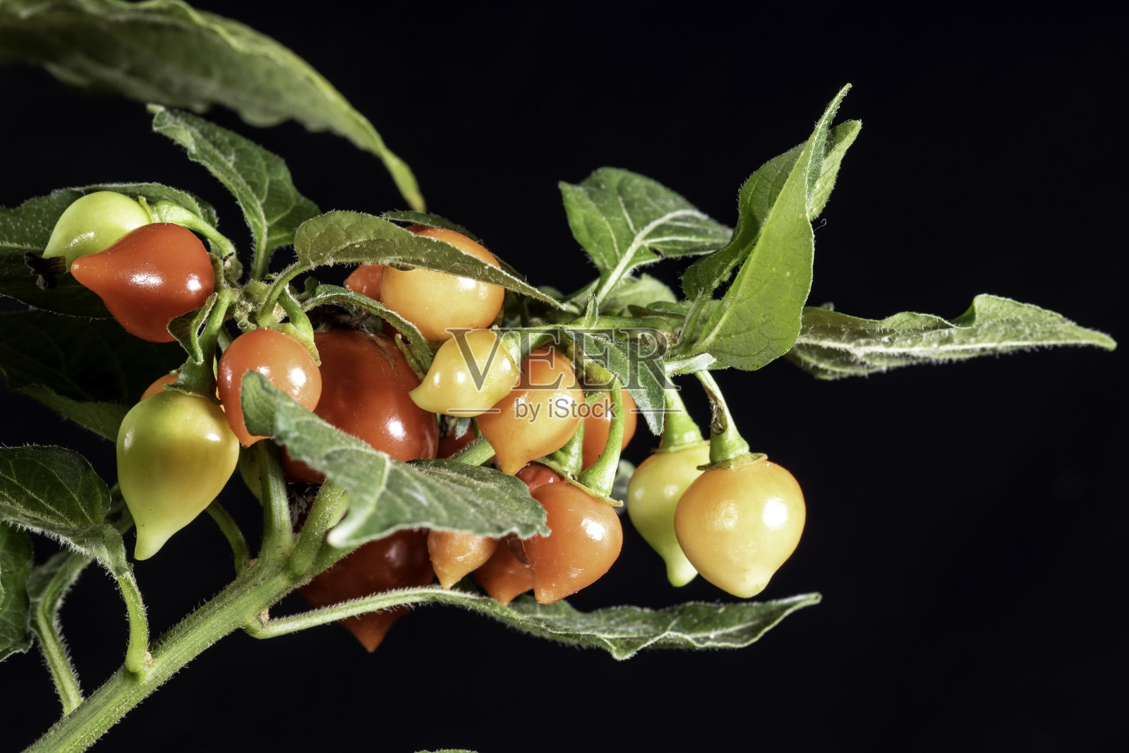 柿子椒的果实。这是一种典型的巴西辣椒照片摄影图片