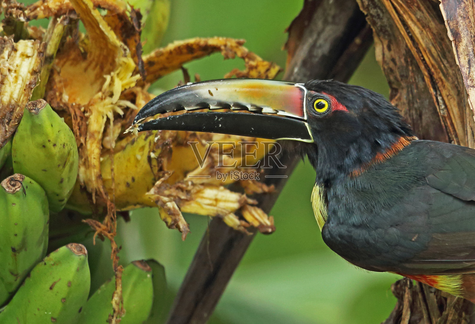 成卷的Aracari照片摄影图片