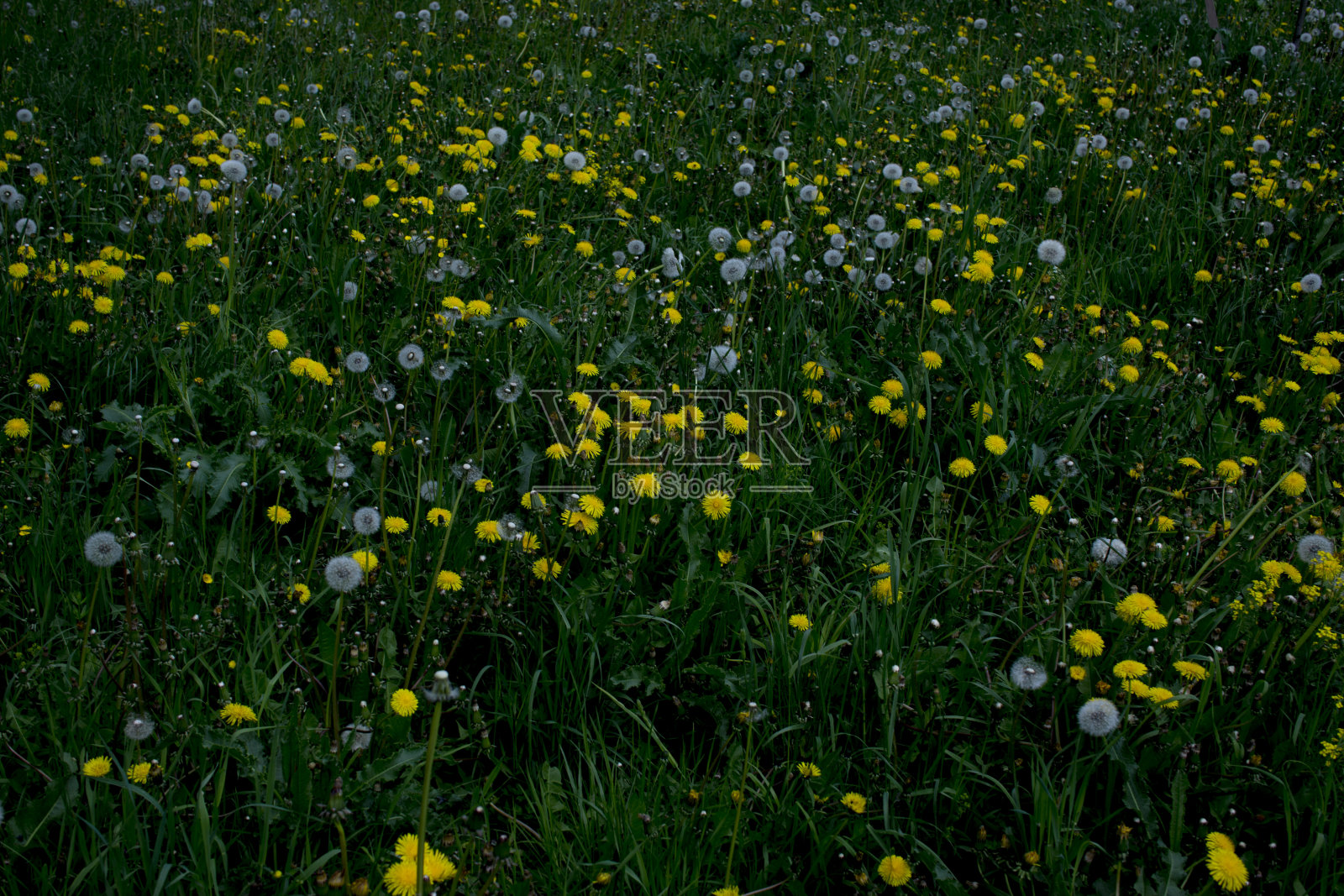 草丛中白色和黄色的蒲公英照片摄影图片