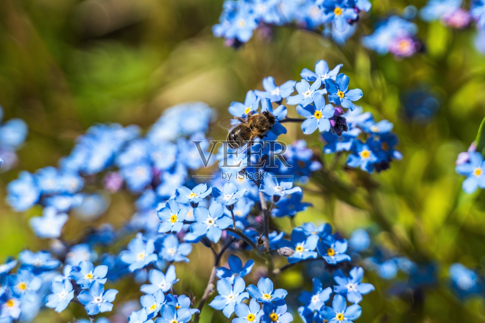 一只蜜蜂在蓝色花园花朵上特写。照片摄影图片