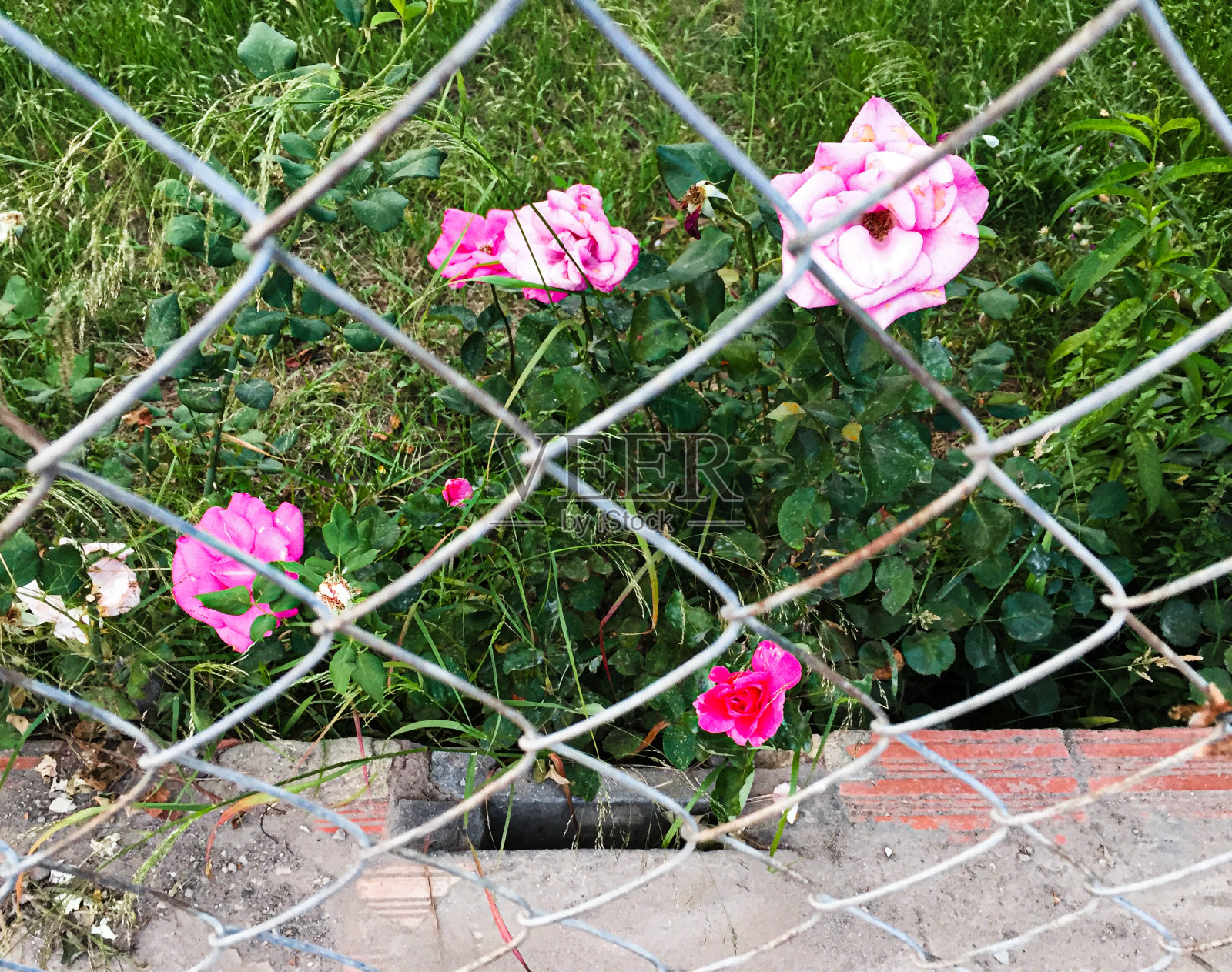 大自然中绿色的花朵和灌木照片摄影图片