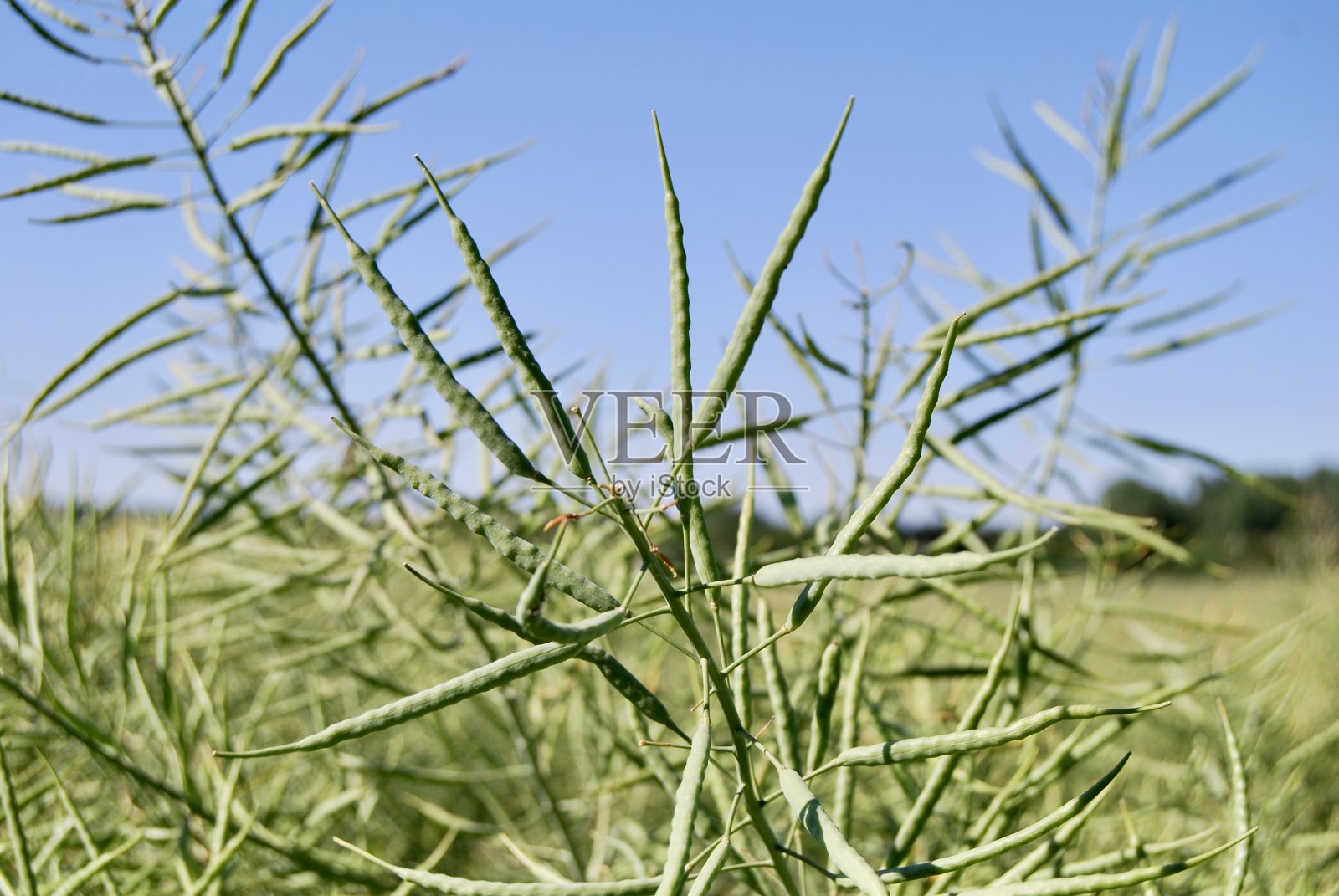 油菜照片摄影图片
