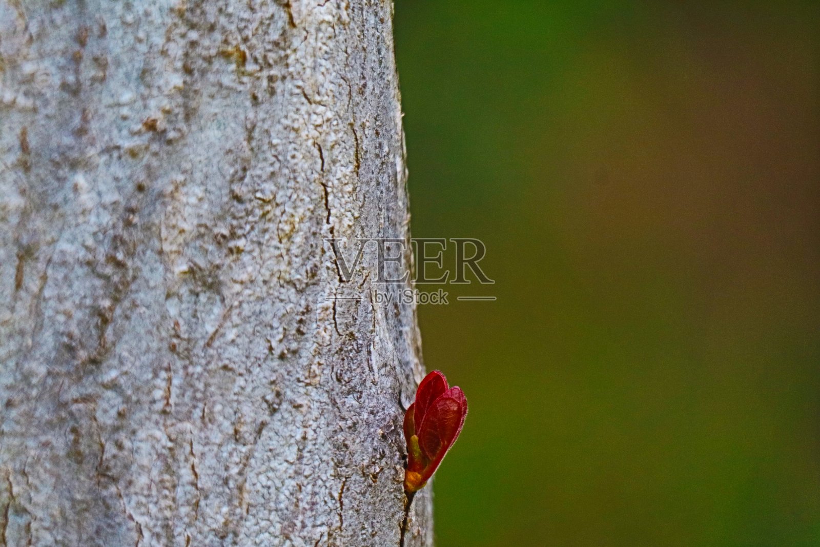 新的叶子照片摄影图片