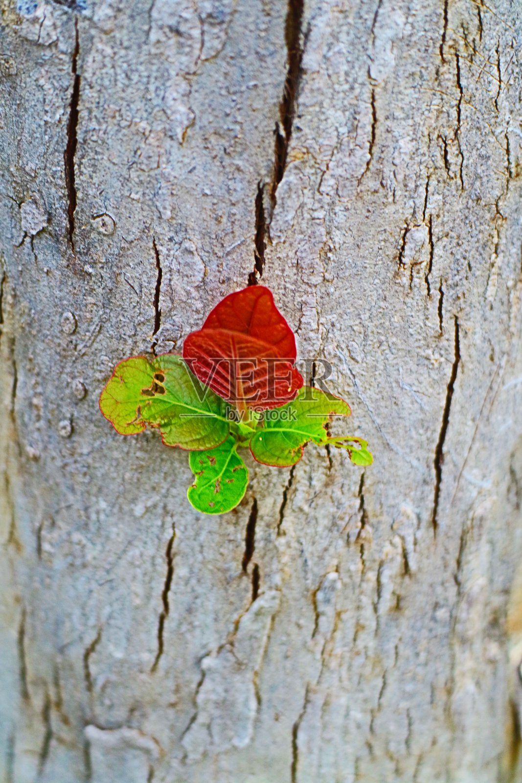 新的叶子照片摄影图片
