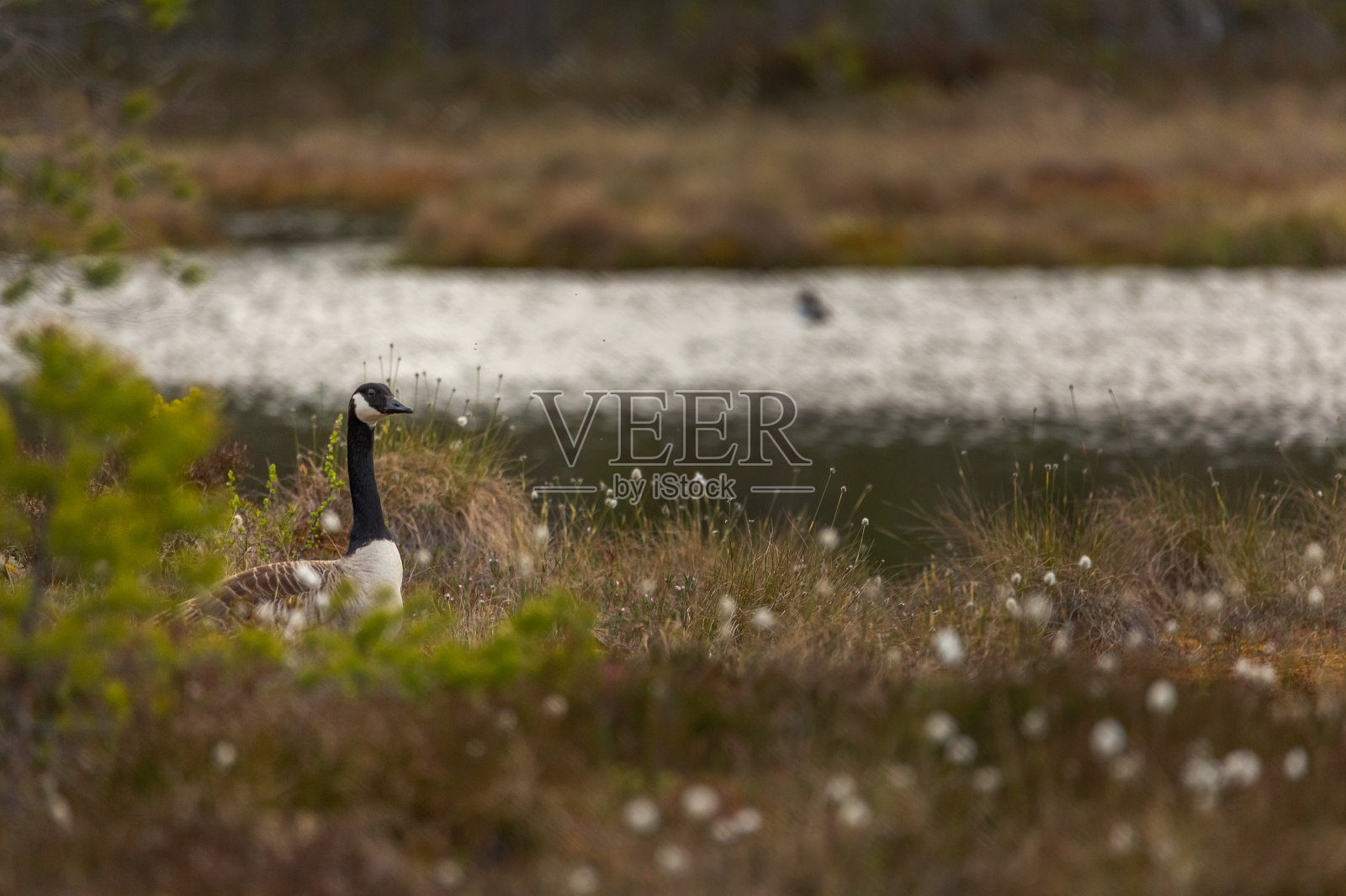 加拿大鹅坐在沼泽的苔藓上。Knuthojdmossen、瑞典照片摄影图片