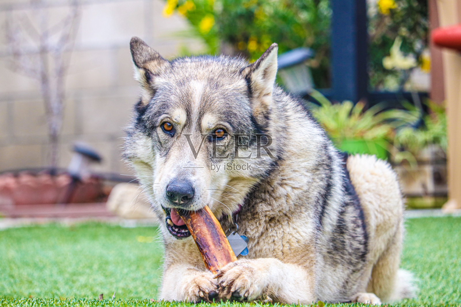 狼吃骨头照片摄影图片