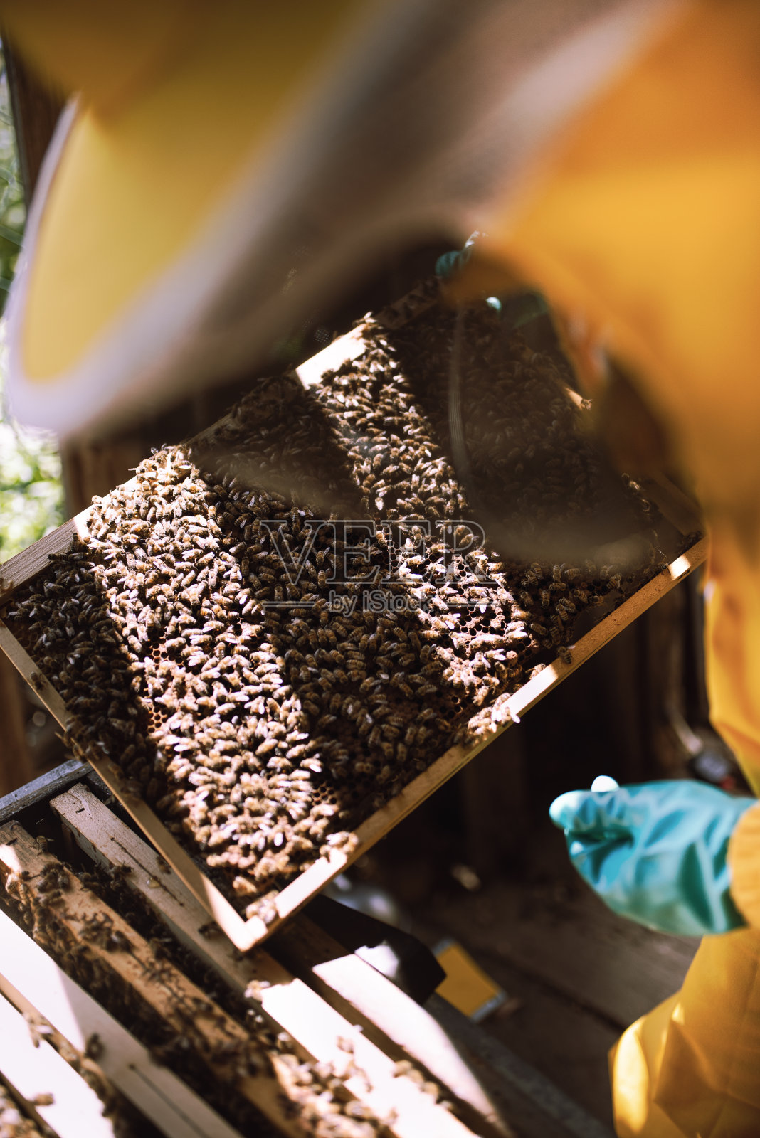 养蜂人在工作:养蜂人检查一窝蜜蜂，看蜂王是否产卵，工蜂是否进口蜂蜜照片摄影图片