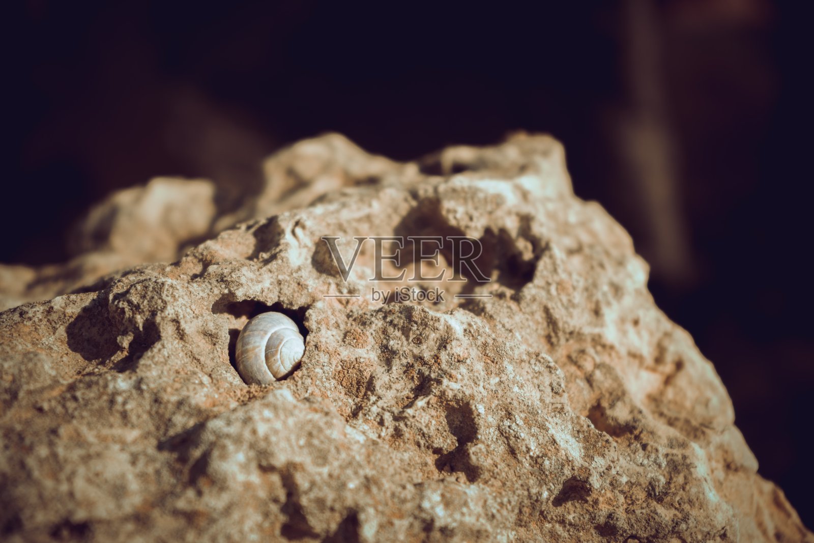 石头上的蜗牛照片摄影图片