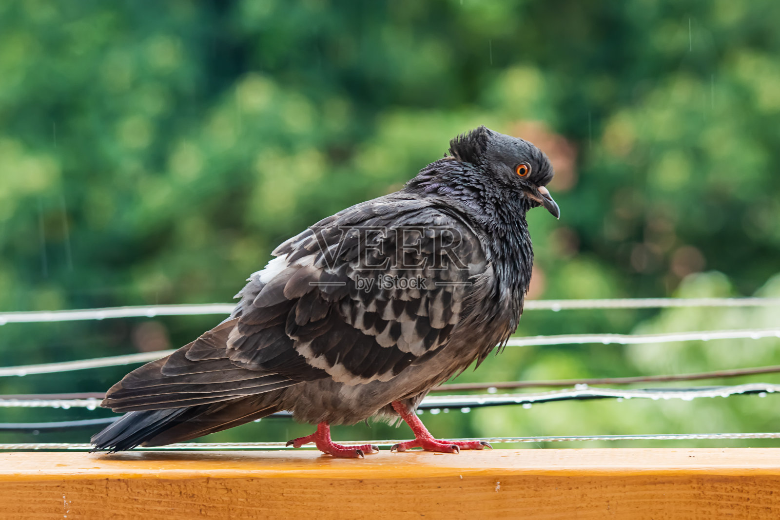 鸽子在雨中。鸽子站在阳台上照片摄影图片