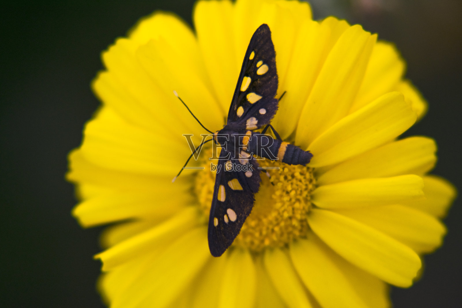 黄色的花照片摄影图片
