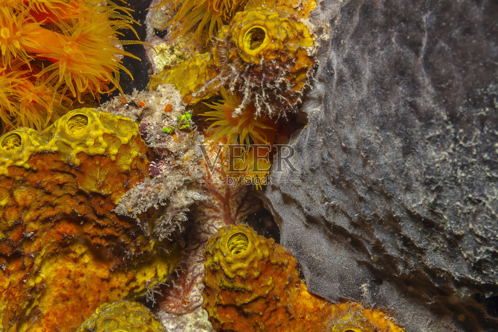 加勒比珊瑚花园照片摄影图片