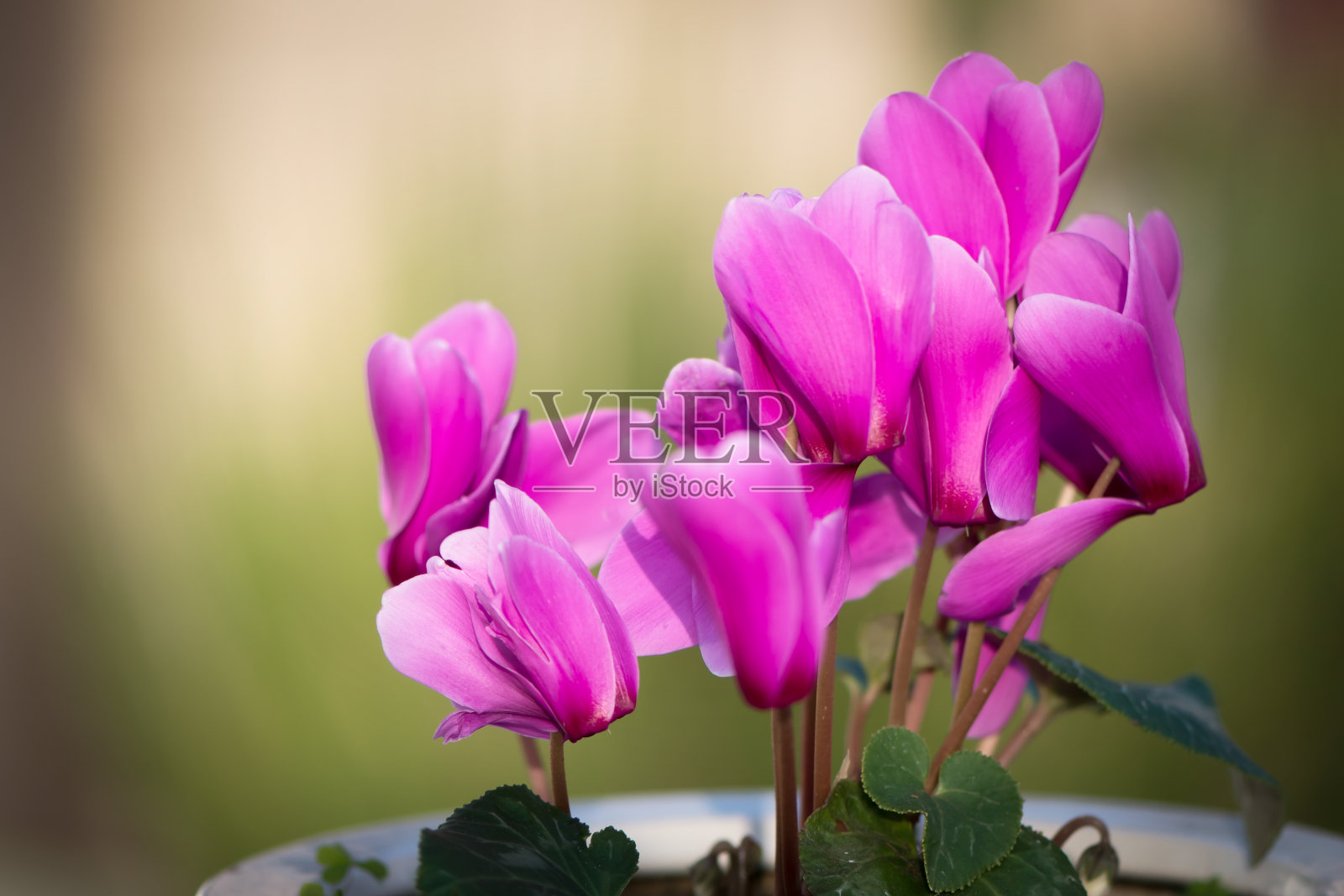 粉红色仙客来花在模糊的绿色背景照片摄影图片