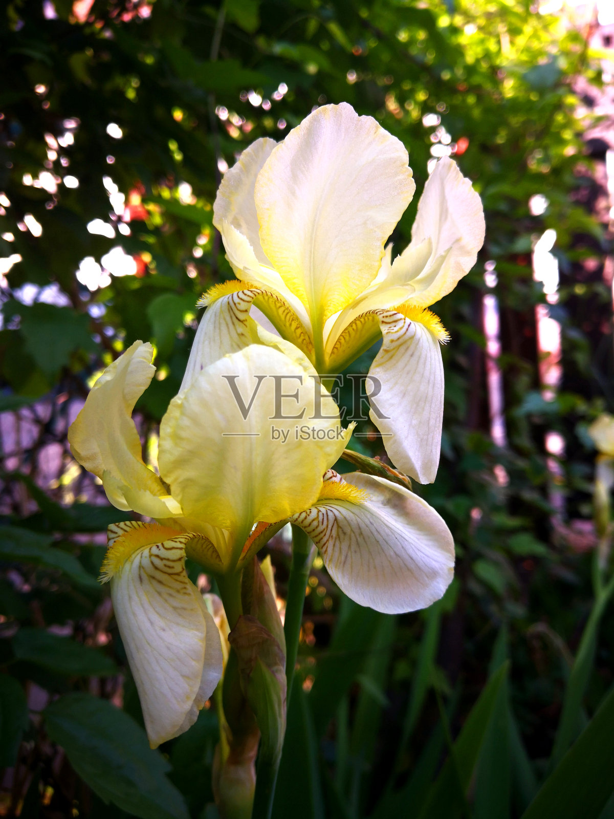 盛开的黄色带着柔和的微妙，鸢尾花(玉米百合)在花园里的花瓣上有浅黑色的动机照片摄影图片