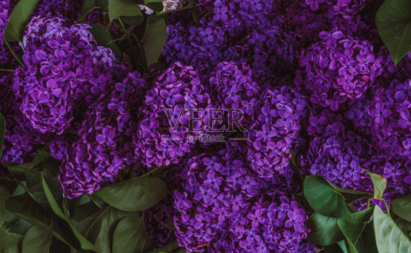 白色背景上盛开的丁香枝照片摄影图片